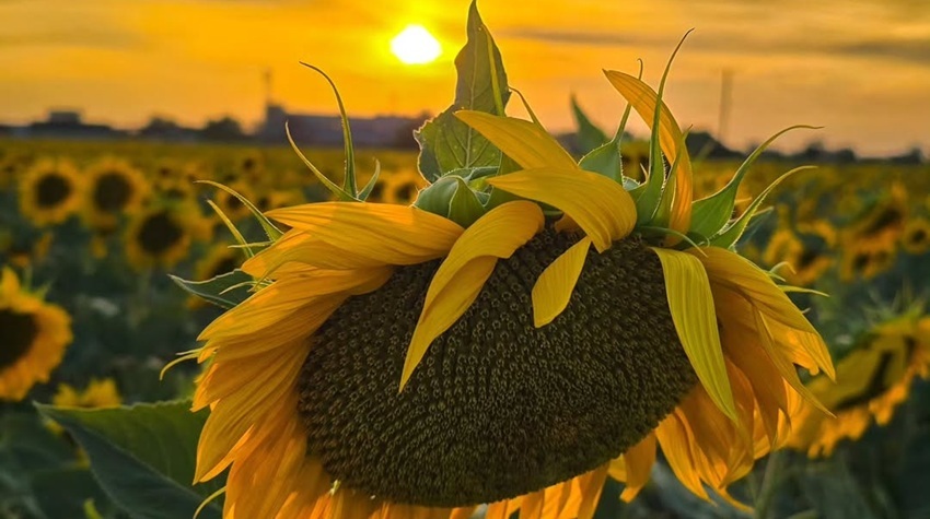 Grafikon rasta poslovanja